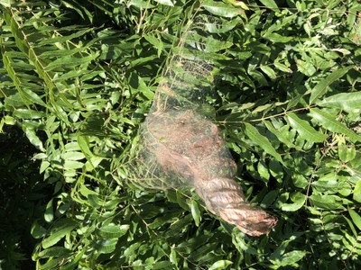 Fall webworm