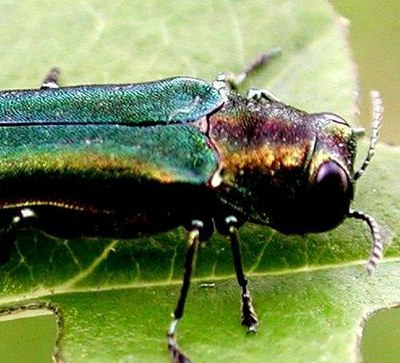 Emerald Ash Borer