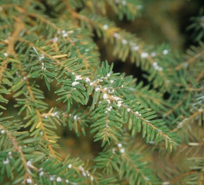 Hemlock Woolly Adelgid