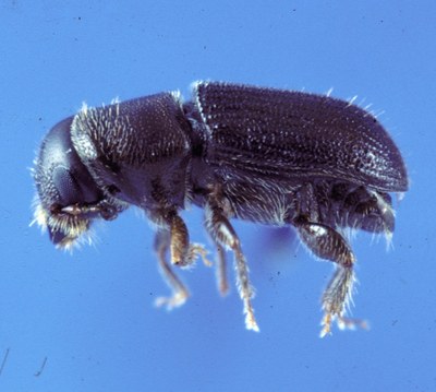 Southern Pine Beetle